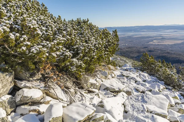 Mountain trail located next to the pine. — Stock Photo, Image