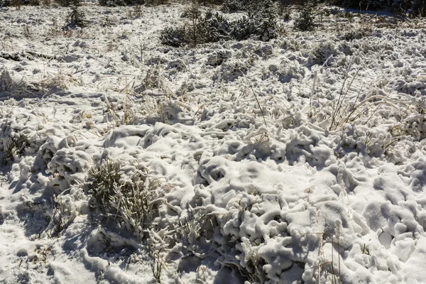 Χόρτο εκκαθάρισης στο χιόνι. — Φωτογραφία Αρχείου
