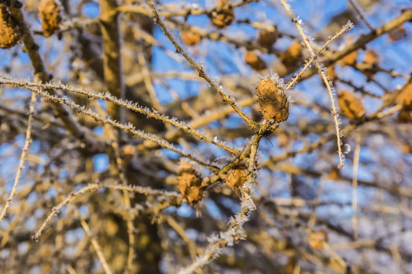 Lärchenzapfen und Zweige vom Frost befreien. — Stockfoto