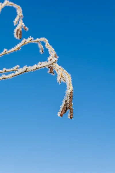 Fruits of birch in hoarfrost. — Stock Photo, Image