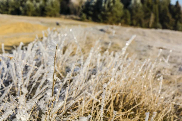 Morgenfrost auf dem Gras. — Stockfoto