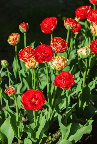 Kırmızı bahar çiçekleri, Lale arka plan