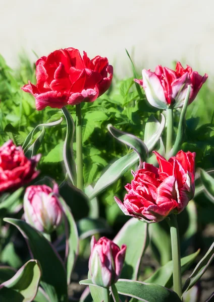 Red spring flowers, tulips background