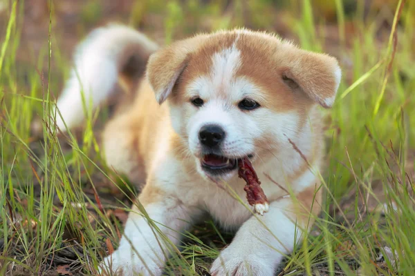 日本秋田犬犬子犬を産む — ストック写真