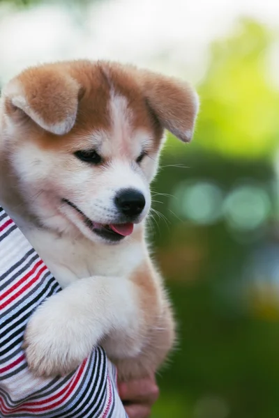 Japansk akita inu hundvalp — Stockfoto