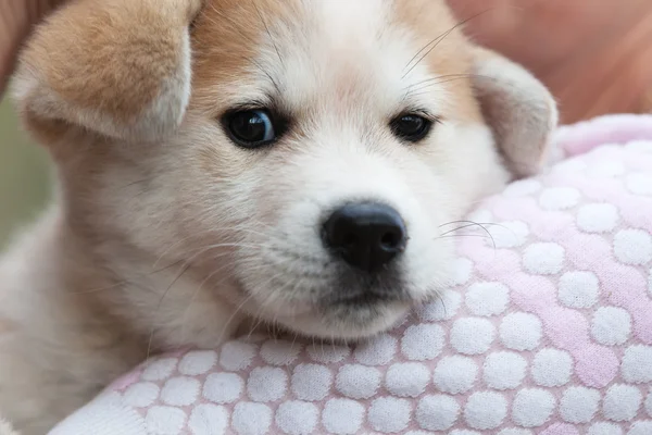 日本の秋田犬の子犬のクローズ アップ — ストック写真