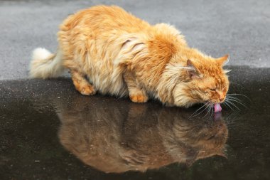 Kırmızı kedi içecekler su bir su birikintisi