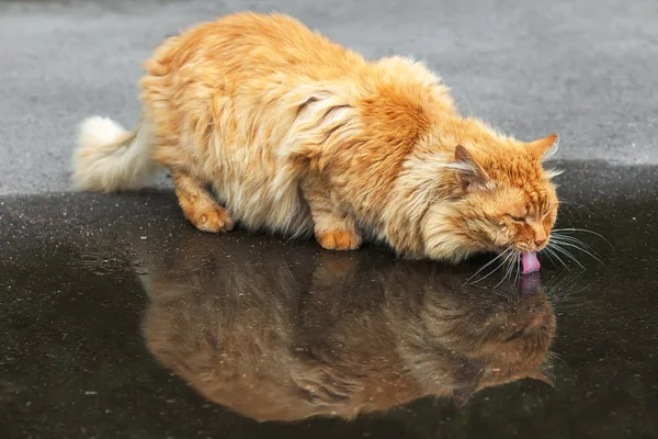 Красная кошка пьет воду из лужи — стоковое фото