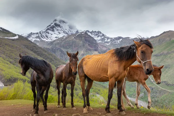 Horses Mountains Kazbegi Georgia — Stock Photo, Image