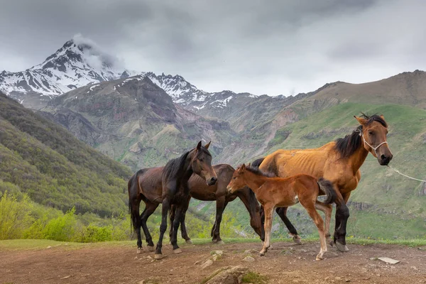Hästar Bergen Nära Kazbegi Georgien — Stockfoto