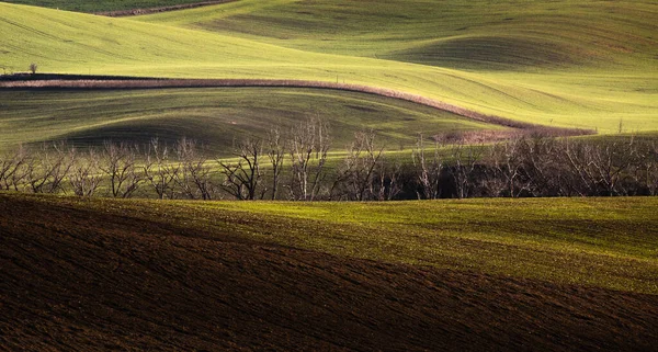 Abstrakt Natur Baggrund Rullende Bakker Grønne Gule Hvedemarker Minimalistisk Landskab - Stock-foto