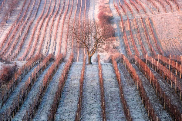 Frost Filas Invierno Viñedos Temporada Fría Moravia Del Sur Checa —  Fotos de Stock