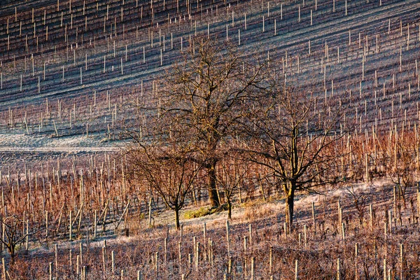 Frost Filas Invierno Viñedos Temporada Fría Moravia Del Sur Checa —  Fotos de Stock