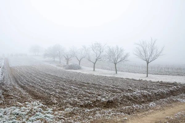 Winter Field Fruit Trees South Moravia Czech — Stock Photo, Image