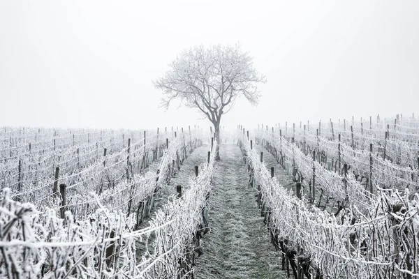Frost Filas Invierno Viñedos Temporada Fría Moravia Del Sur Checa —  Fotos de Stock