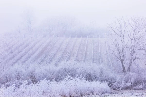 Background. Frost winter rows of vineyards in cold season in South Moravia, Czech. Agriculture landscape with grape vines.
