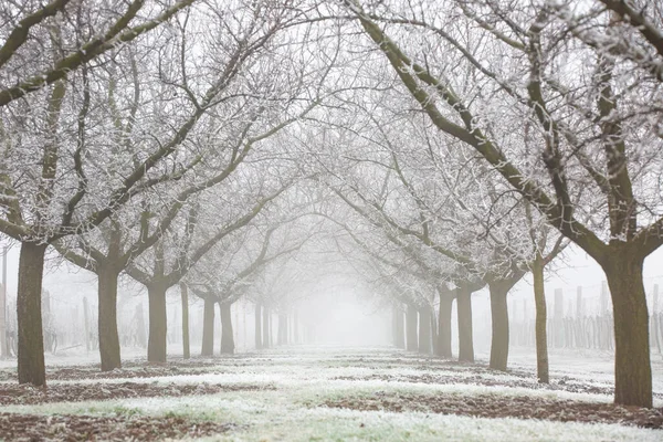 Winter Landscape Rows Snowy Fruit Trees Snow Covered Field — Stock Photo, Image