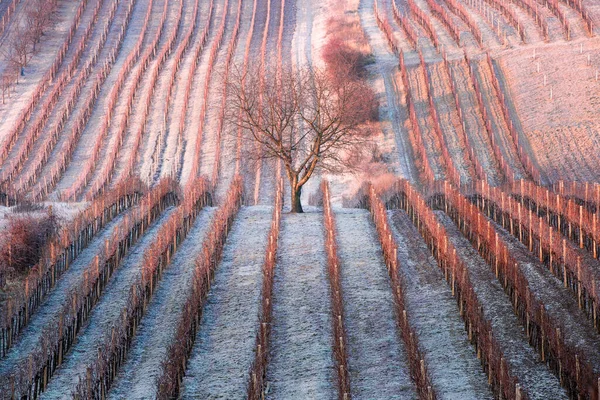 南モラヴィア チェコの寒い季節のブドウ畑の霜冬の行 ブドウや木のある農業風景 ロイヤリティフリーのストック写真