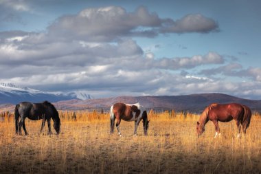 Sonbaharda Altai Dağları 'ndaki bir çayırda üç at otluyor.