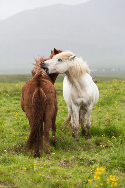 Vita och röda Islandshästar — Stockfoto