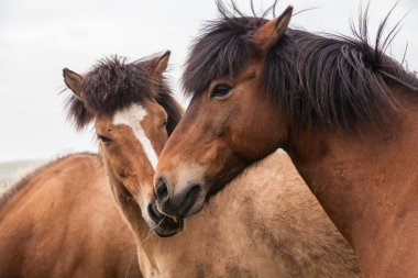 Portrait of red Icelandic horses clipart