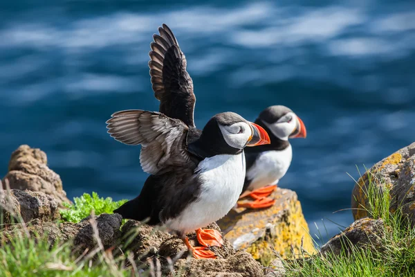 Пара puffins на скелі, Ісландія — стокове фото