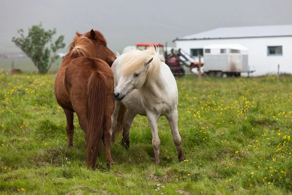 Icelandic horses near the farm — Stock Photo, Image