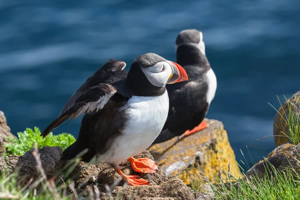 Par av lunnefåglar på en klippa, Island — Stockfoto