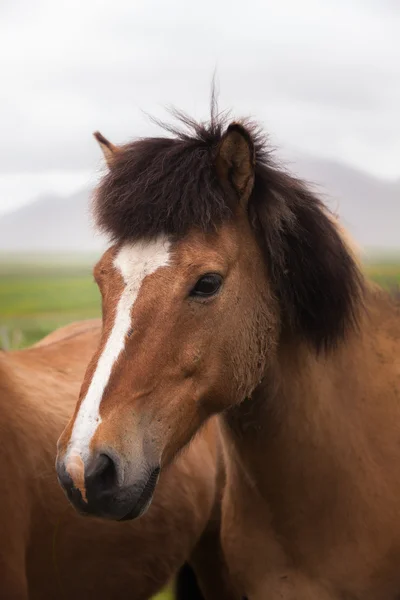 아이슬란드. 붉은 말 — 스톡 사진