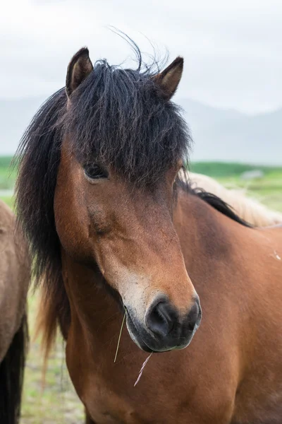 Cavallo islandese primo piano — Foto Stock