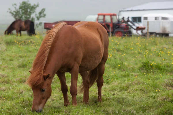 Icelandic red horse near the farm — Stock Photo, Image