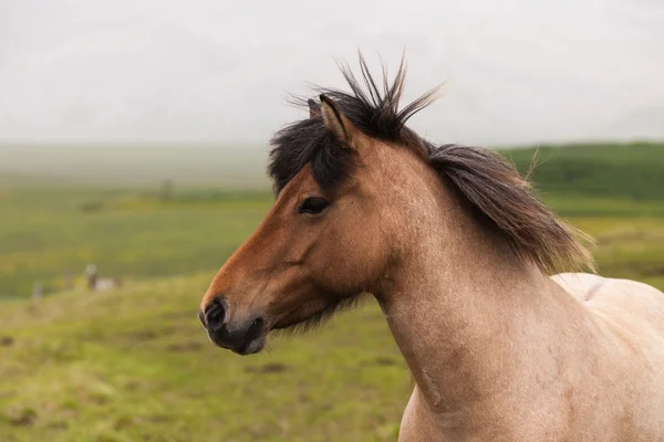 Iceland. Portrait of red horses — Stock Photo, Image