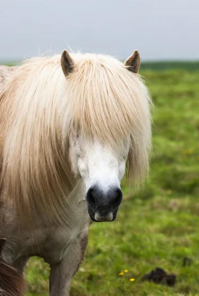 Isländska-vita hästen — Stockfoto