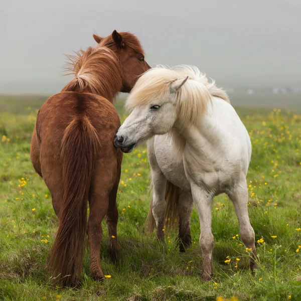 Isländska par hästar — Stockfoto