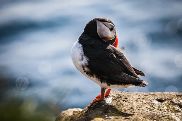 Ісландський Puffin — стокове фото