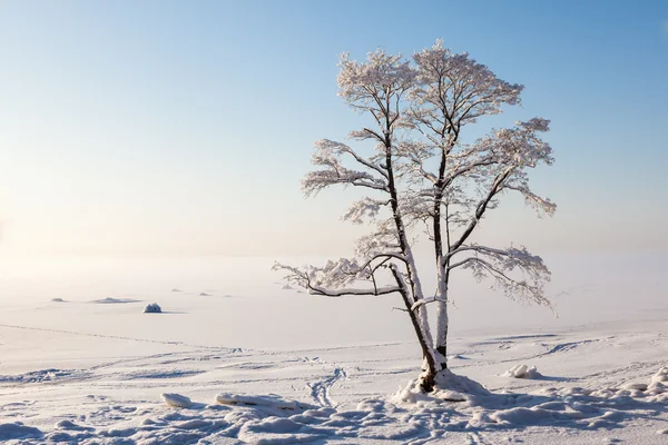 Frozen tree on winter bay and blue sky — Stock Photo, Image