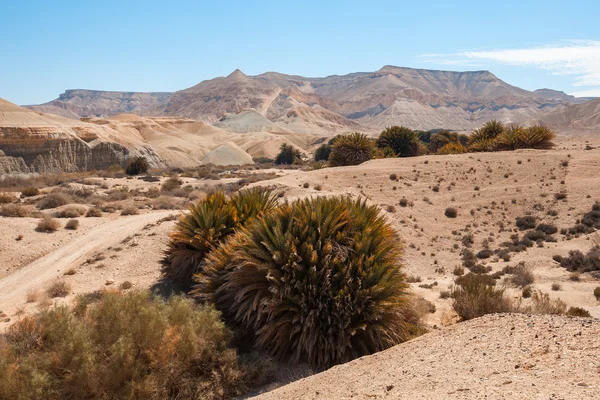 Palm trees in the desert — Stock Photo, Image