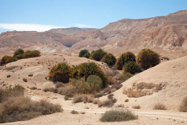 Oasis in the desert — Stock Photo, Image