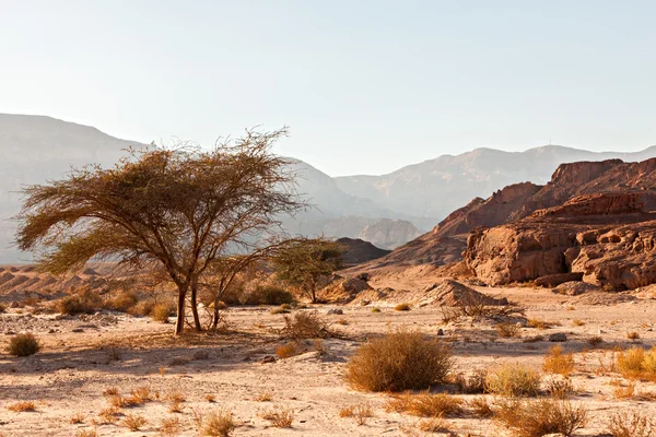 Deșertul Negev din Israel — Fotografie, imagine de stoc