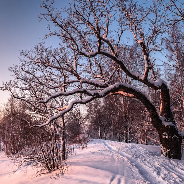 Winter park at sunset — Stock Photo, Image