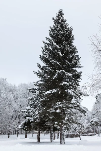 Big old fir in winter park — Stock Photo, Image