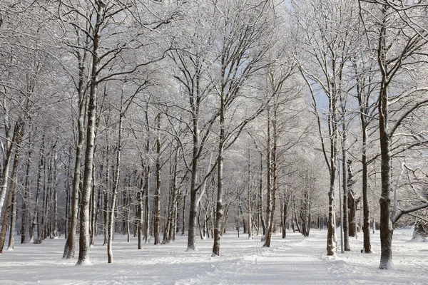 Road through frozen park, witer — Stock Photo, Image