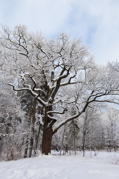 Old oak tree in winter park — Stock Photo, Image