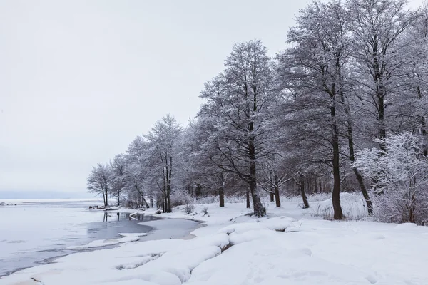 Lake and snow covered trees — Stock Photo, Image