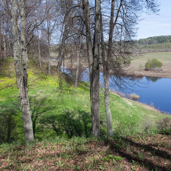 Foresta primaverile e fiume — Foto Stock