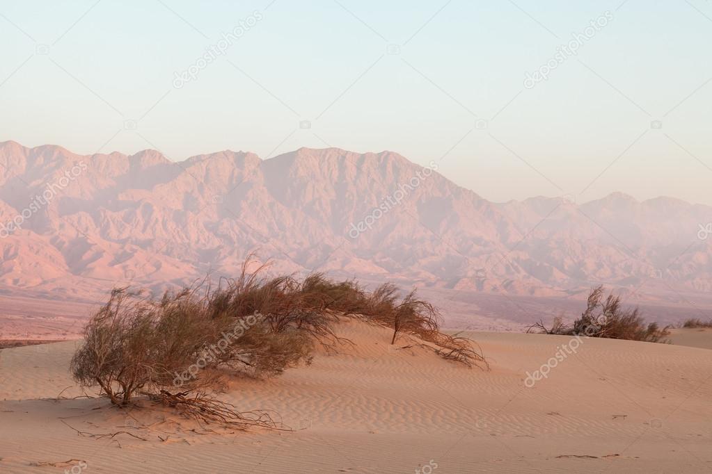 Oasis in the desert at sunset