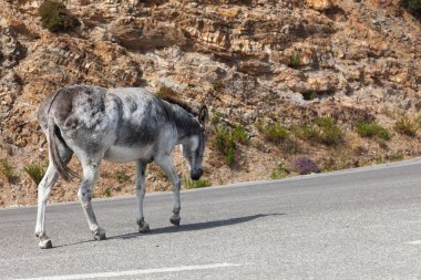 Dağlarda yol boyunca eşek yürür