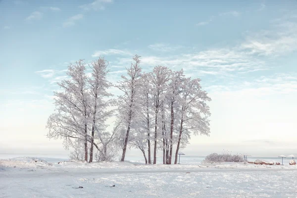 Snow-covered trees on the shore, winter — Stock Photo, Image