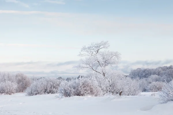 Snow-covered trees, winter — Stock Photo, Image