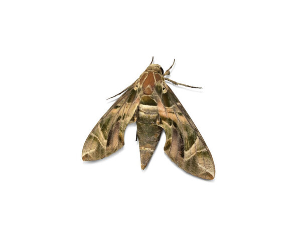 Коричневая бабочка на белом фоне, с вырезкой пути